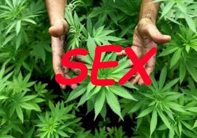 Sex and Cannabis – Study Show Better Sex